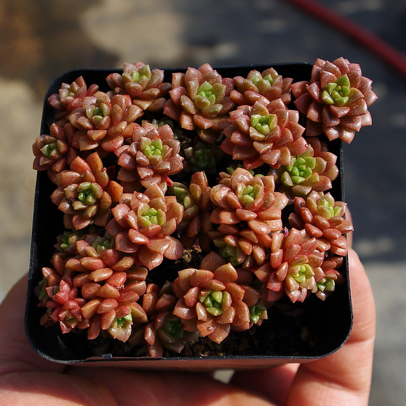小玉群生多肉盆栽花卉绿植多肉稀有室内净化空气植物云南精品包邮