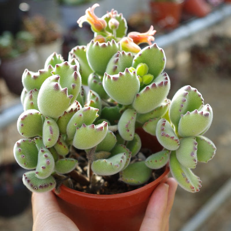 开花多肉植物熊童子小老桩室内防辐射绿植带盆栽好花卉办公桌美观