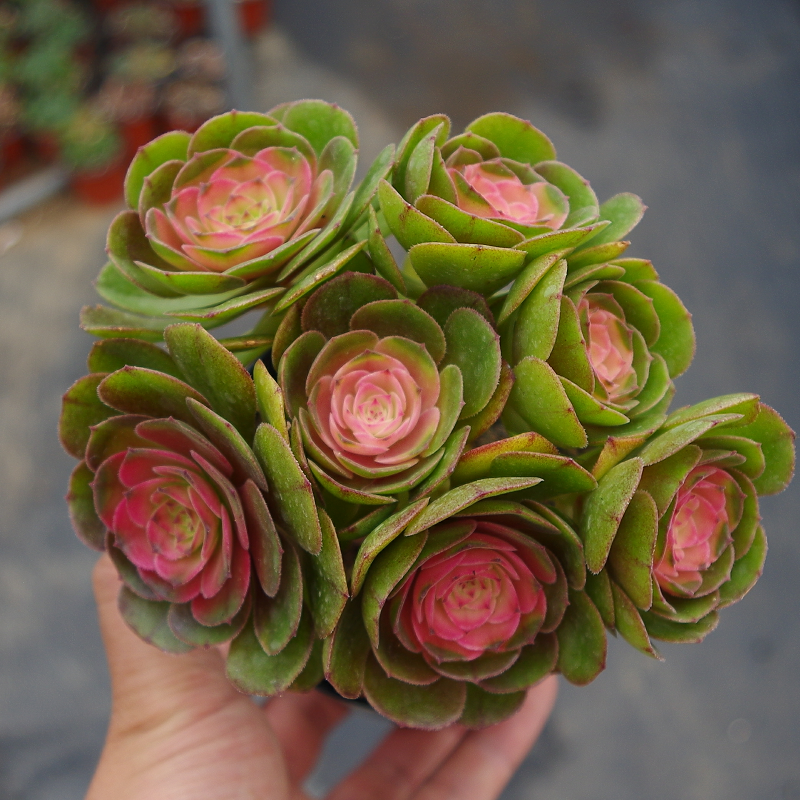 多肉植物老桩红心法师阳台