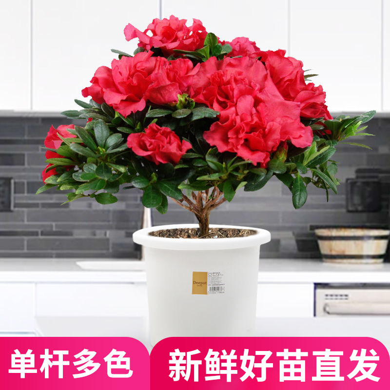 绿植盆栽好养不断杜鹃花