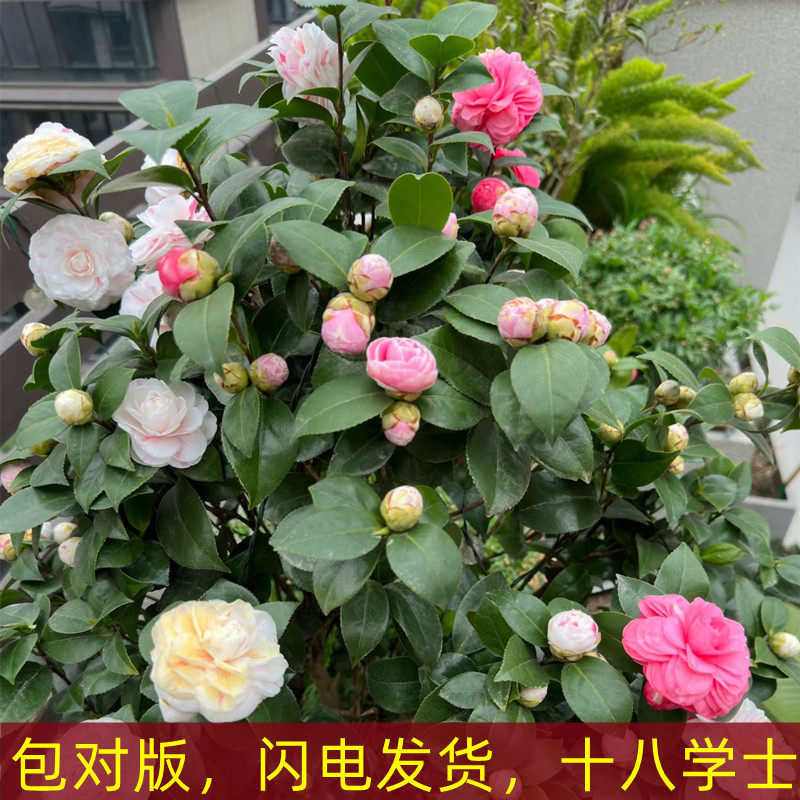 茶花盆栽十八学士白粉红花卉阳台茶花