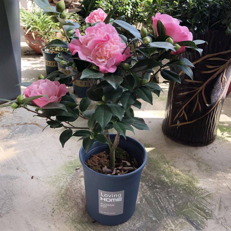 重瓣香妃山茶花盆栽带花苞室内好养庭院阳台耐寒四季花卉植物盆栽