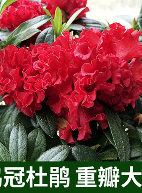 四季比利时鸡冠花杜鹃花重瓣卷曲波浪木耳状带花苞喜庆红花卉盆
