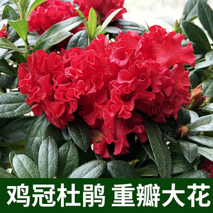 四季比利时鸡冠花杜鹃花重瓣卷曲波浪木耳状带花苞喜庆红花卉盆