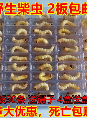 野生柴虫活虫小头老松树木虫贵州青冈虫天牛幼虫50只画眉鸟食提性
