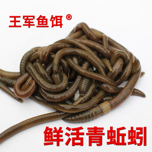 青蚯蚓鲜活土蚯蚓臭蚯蚓特大黑蚯蚓活饵钓黄鳝诱饵活体王军鱼饵