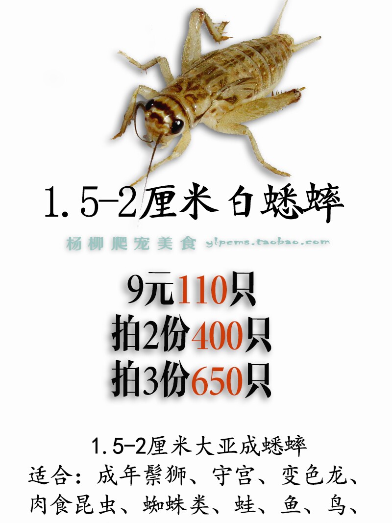 蛐蛐 蟋蟀活物 白蛐蛐 活体饲料 鱼鸟爬虫鸟食马蜂活食包邮包活