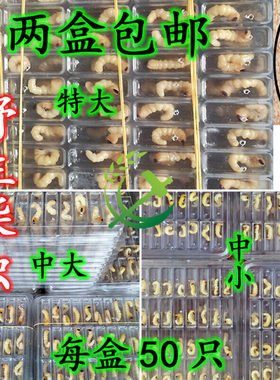 柴虫野生活虫木虫幼虫青冈虫画眉鸟虫松树虫活体昆虫50只装活虫子