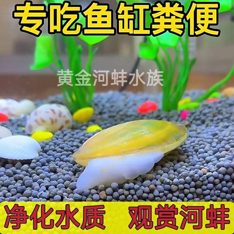 专吃鱼屎粪便黄金小河蚌河蚬淡水净水河蚌观赏螺活田螺贝壳苗活体,宠物/宠物食品及用品,螺,淘宝优惠券,粉丝福利购,淘宝优惠卷