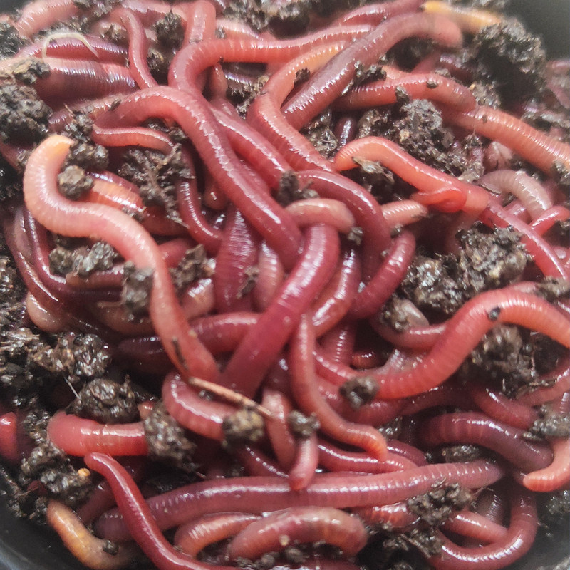 【广东蚯蚓】蚯蚓活饵鲜活盒装牛粪红虫鱼饵料鲤鲫鲮通杀鱼食龟食