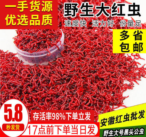 红虫活饵喂鱼活体鲜活钓鱼饵特大号天津红虫拉饵鱼食野钓蚯蚓活饵