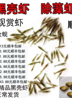 黑壳虾活体观赏虾 草虾 工具虾 鱼儿虾草缸除藻虾 黄金蚬 小河蚌
