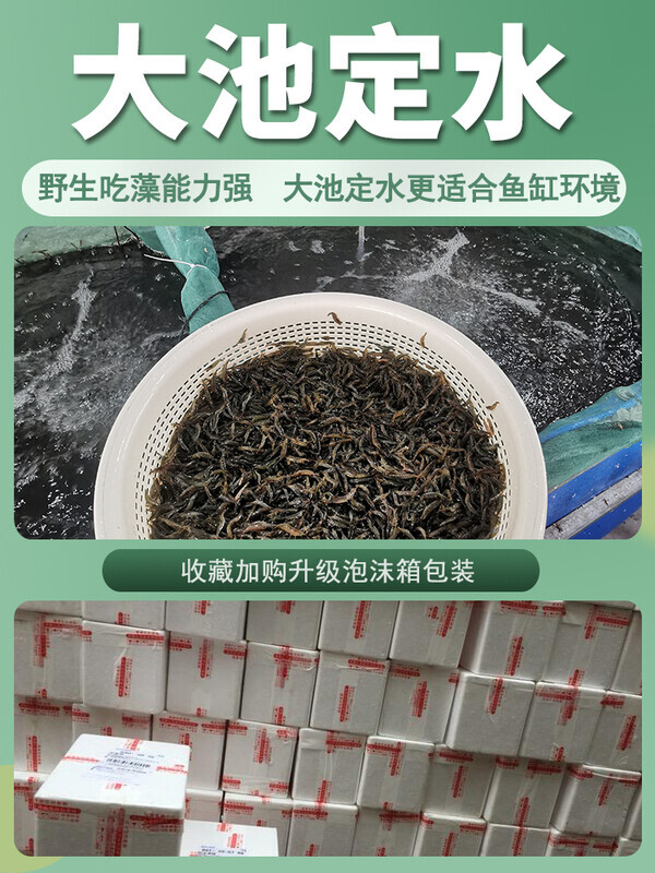 黑壳虾除藻鲜活观赏超大大号号顺丰清洁淡水冷水鱼缸一斤按斤草缸图片