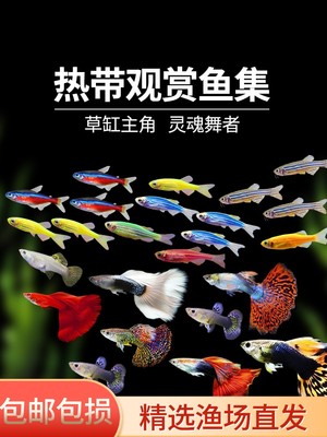 热带观赏鱼鱼苗斑马鱼好养水生小宠物小型孔雀金鱼活鱼淡水灯科鱼