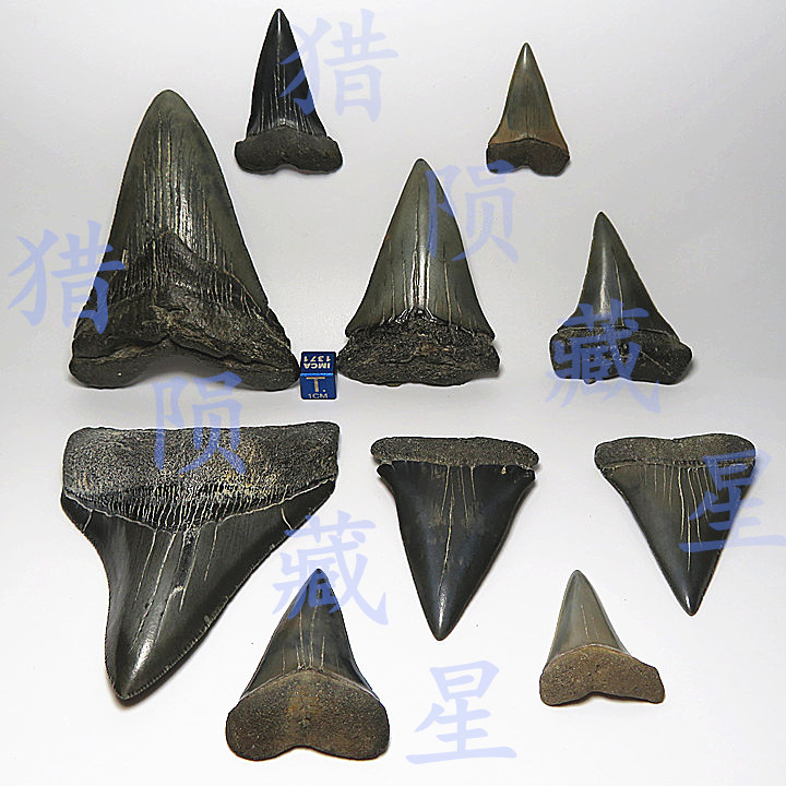 史前巨齒鯊大牙鯊牙天然牙齒DIY吊墜千萬年原牙真牙齒 獵隕藏星