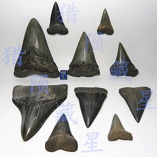 史前巨齿鲨大牙鲨牙天然牙齿DIY吊坠千万年原牙真牙齿 猎陨藏星