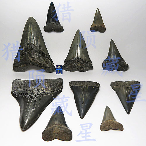 史前古鲨鱼牙化石巨齿鲨牙
