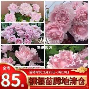 【斯基园艺】索菲罗莎月季法国戴尔巴德玫瑰粉露阳台庭院裸根大苗