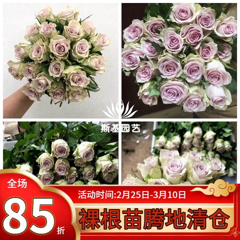 【斯基园艺】海洋之谜月季新品切花蓝色四季花店盆栽扦插小中大苗