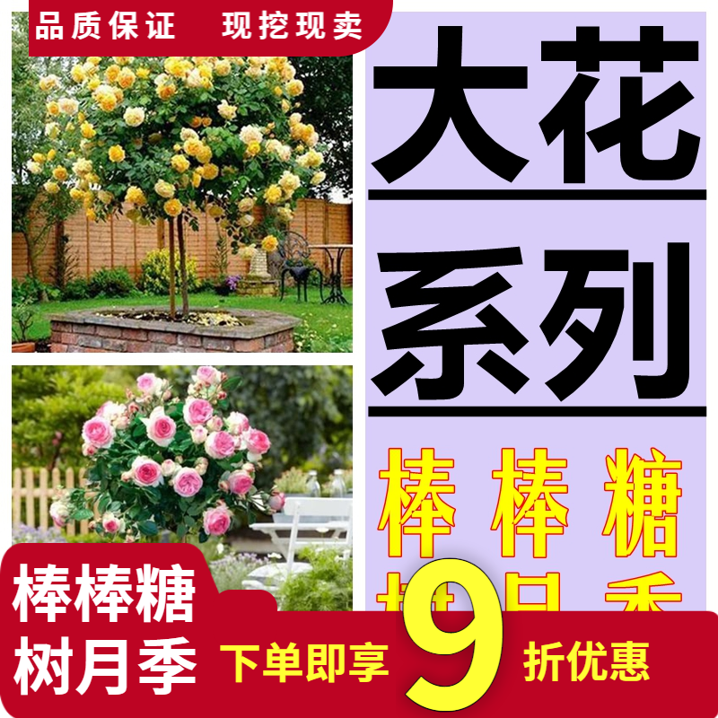 棒棒糖月季庭院树状玫瑰四季玫瑰
