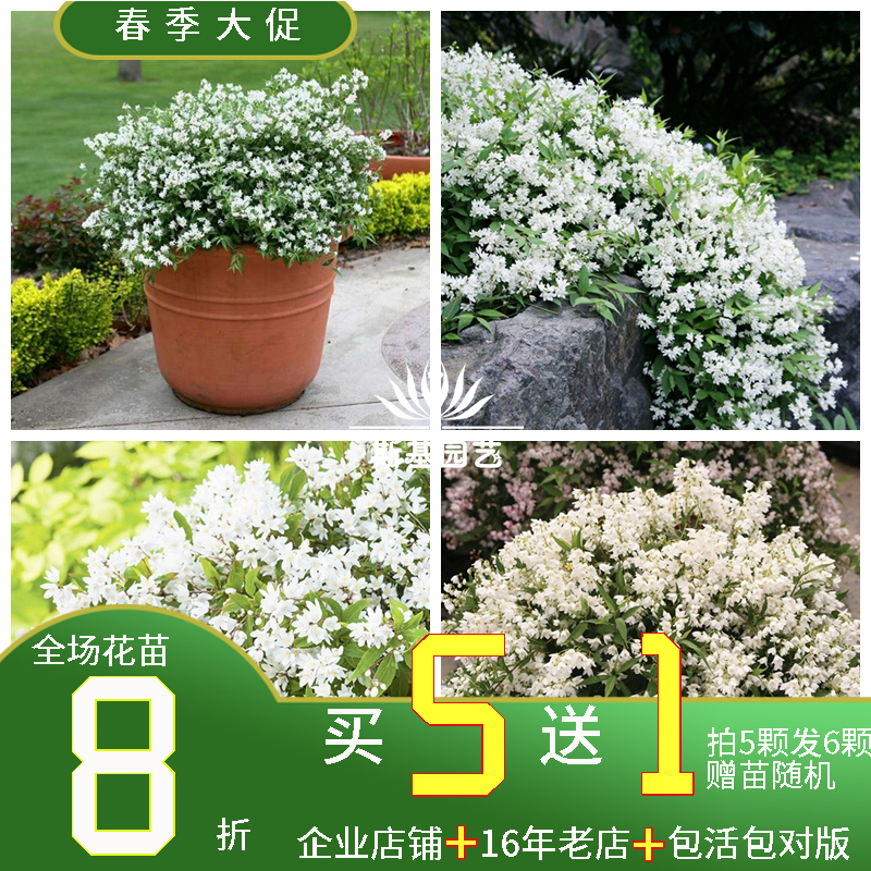 【斯基园艺】溲疏雪绒花雪樱花盆栽花卉地栽花灌木阳台室内盆栽