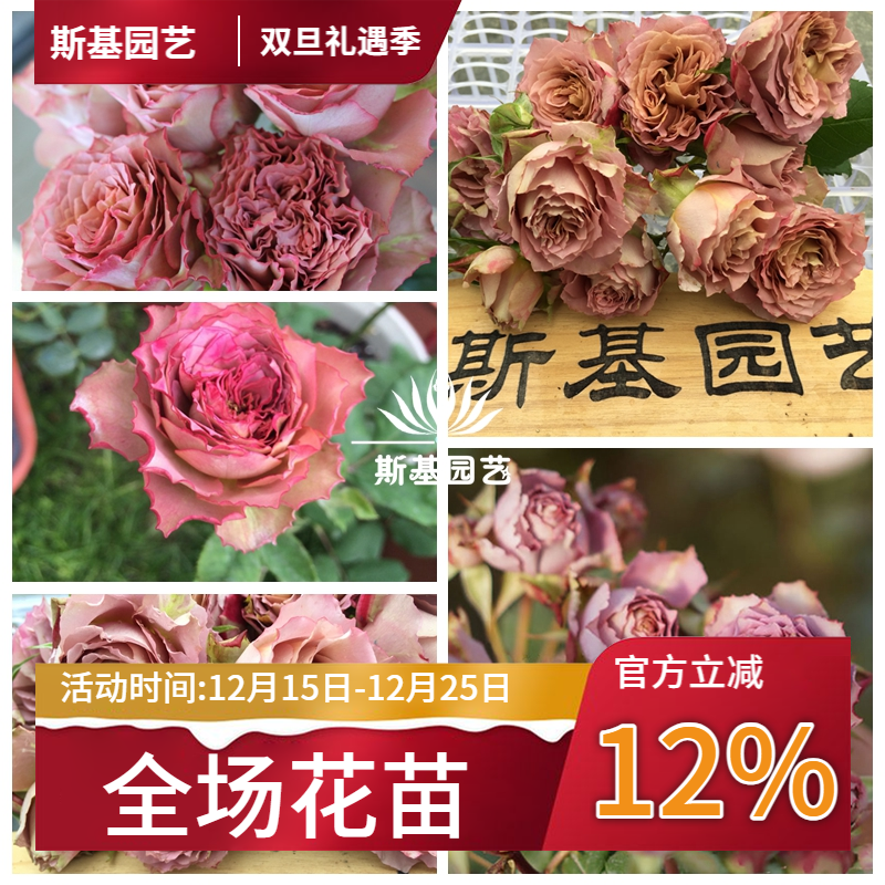 英伦节拍月季今井复古色切花花苗