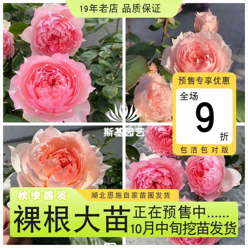 莫妮卡戴维月季法国美人尖包子花