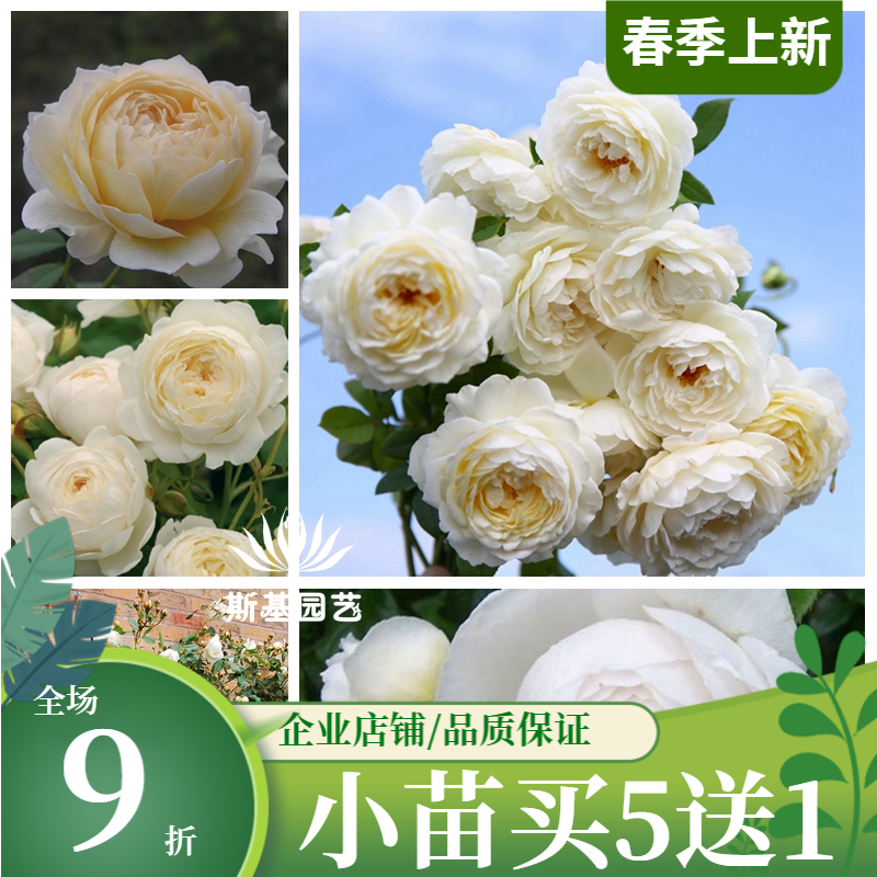 【斯基园艺】克莱尔奥斯汀月季爬时令草本花卉