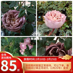 【斯基园艺】法尔索/纺月季日本丰花咖啡棕色玫瑰盆栽蔷薇中大苗