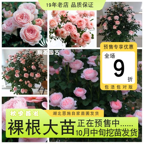 瑞典女王月季英国奥斯汀经典灌木