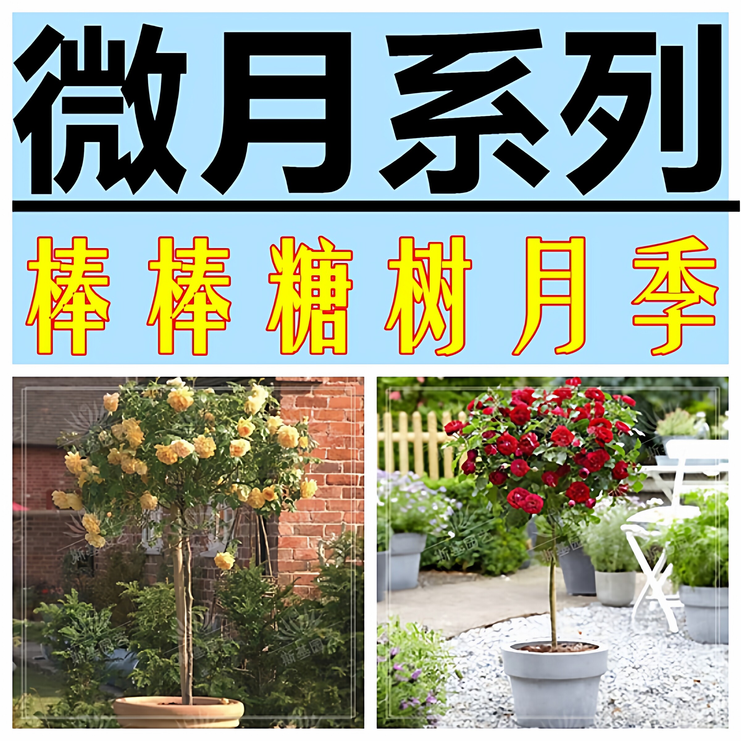 微月棒棒糖树状月季树桩高杆玫瑰花果汁阳台金丝雀海神王庭院浓香