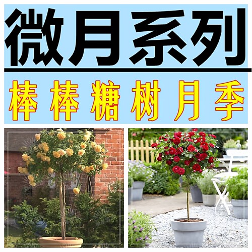 棒棒糖月季阳台庭院特价清仓四季