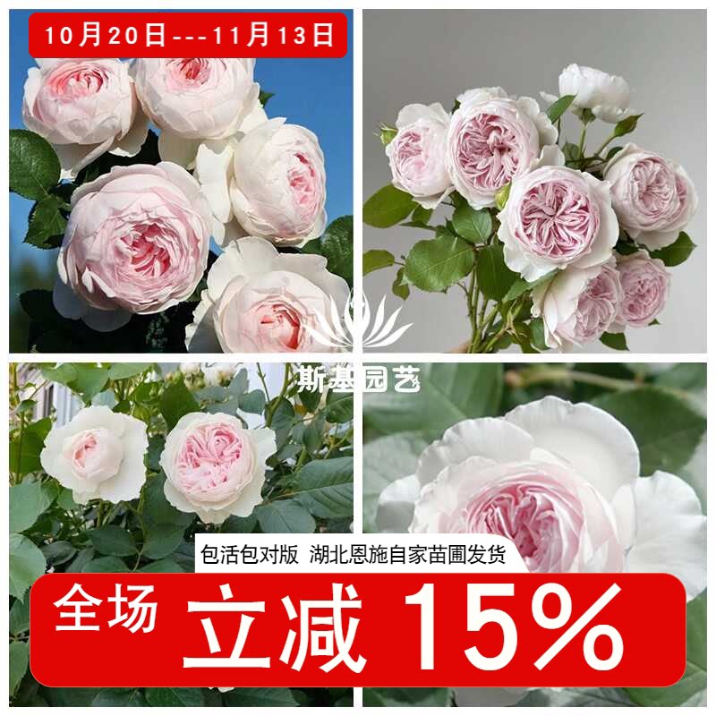 【斯基园艺】克里斯蒂娜公爵夫人月季德国浓香玫瑰露台庭院开花苗