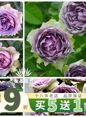 【斯基园艺】首饰盒/珠宝盒月季新品日本河本纯子蓝紫色切花大苗