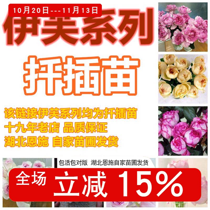 【斯基】伊芙月季扦插苗原生系列胭脂香水伯爵乙女心飞溅钱特玛丽