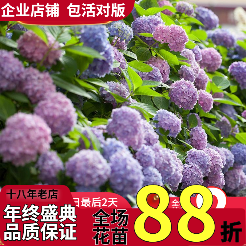 斯基绣球花无尽夏魔幻水晶珊瑚