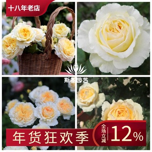 【斯基园艺】碧翠丝月季英国奥斯汀浓香杏黄色切花直立树月棒棒糖