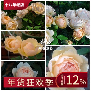 【斯基园艺】沃勒顿老庄园月季英国灌木浓香苞子可藤可灌少刺裸根
