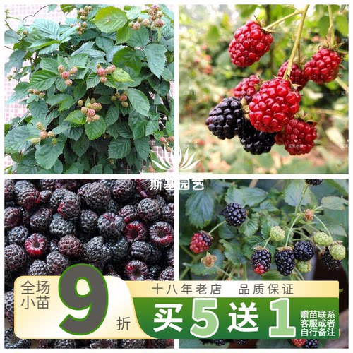 【斯基园艺】三冠王美国无刺黑莓新一代黑树莓庭院爬藤蔓植物