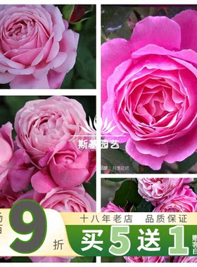 纽曼姐妹月季法国灌木浓香大花苗