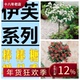 伊芙系列棒棒糖树月季 斯基 飞溅婚礼之路乙女心胭脂香水桩庭院