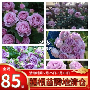 【斯基园艺】蓝色风暴月季日本蓝紫色丰花经典盆栽勤花扦插小大苗