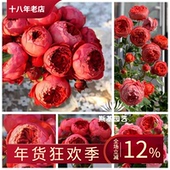 开中大花苗 丰花包子天西瓜红狼露阳台四季 斯基园艺 朱砂碗月季