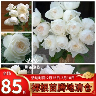 【斯基园艺】心之水滴月季日本切花扦插苗盆栽月季丰花多头中大苗
