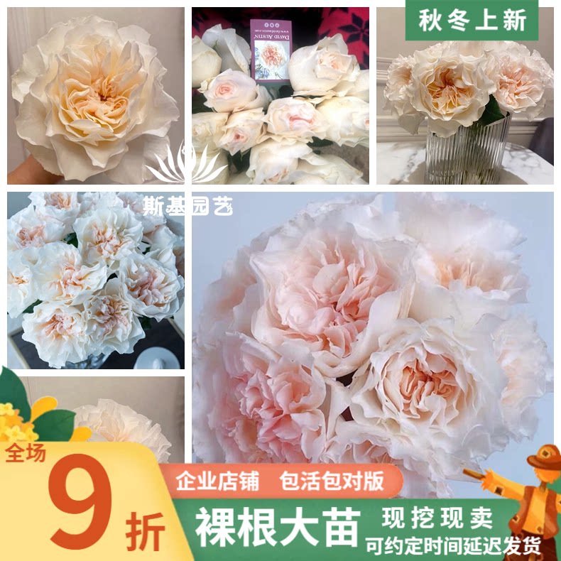 【斯基园艺】尤金妮月季英国奥斯汀超新品强香切花裸根扦插中大苗