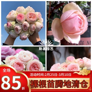 【斯基园艺】蒙娜丽莎月季粉色包子浓香四季开阳台露台花小中大苗