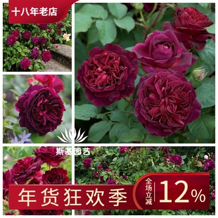 【斯基园艺】曼斯特德·伍德/黑伍德月季奥斯汀浓香紫红大花大苗