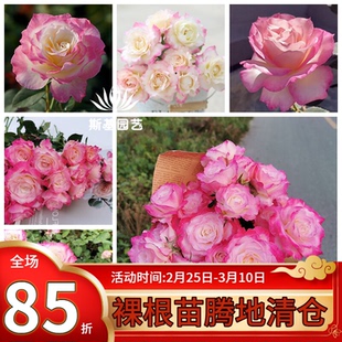 【斯基园艺】六翼天使/炽天使月季日本河本纯子系列强香小中大苗