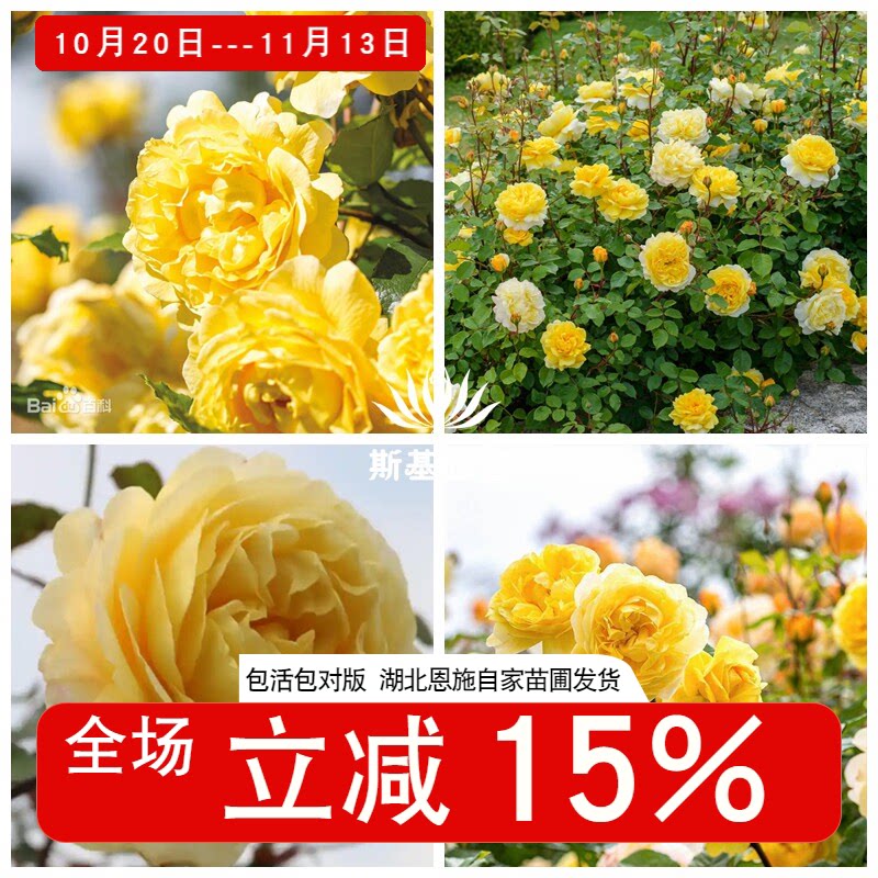 【斯基园艺】诗人的妻子月季英国奥斯汀经典丰花多头浓香裸根大苗