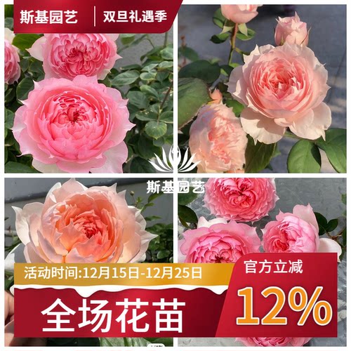 莫妮卡戴维月季法国美人尖包子花